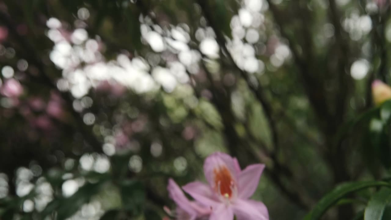 杜鹃花在山上盛开视频素材画面1