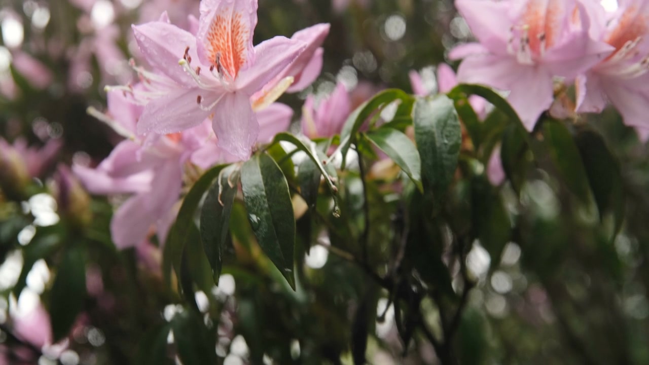 杜鹃花在山上盛开视频素材画面2