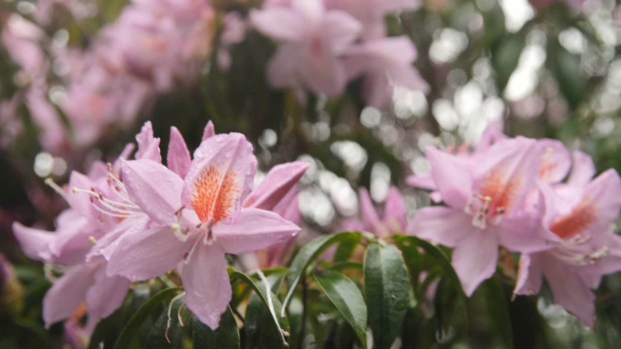 杜鹃花在山上盛开视频素材画面3