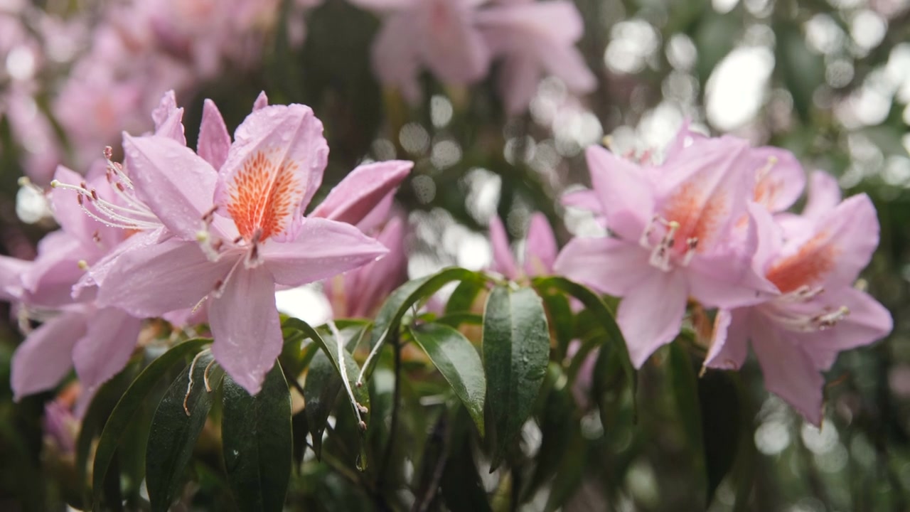 杜鹃花在山上盛开视频素材画面4