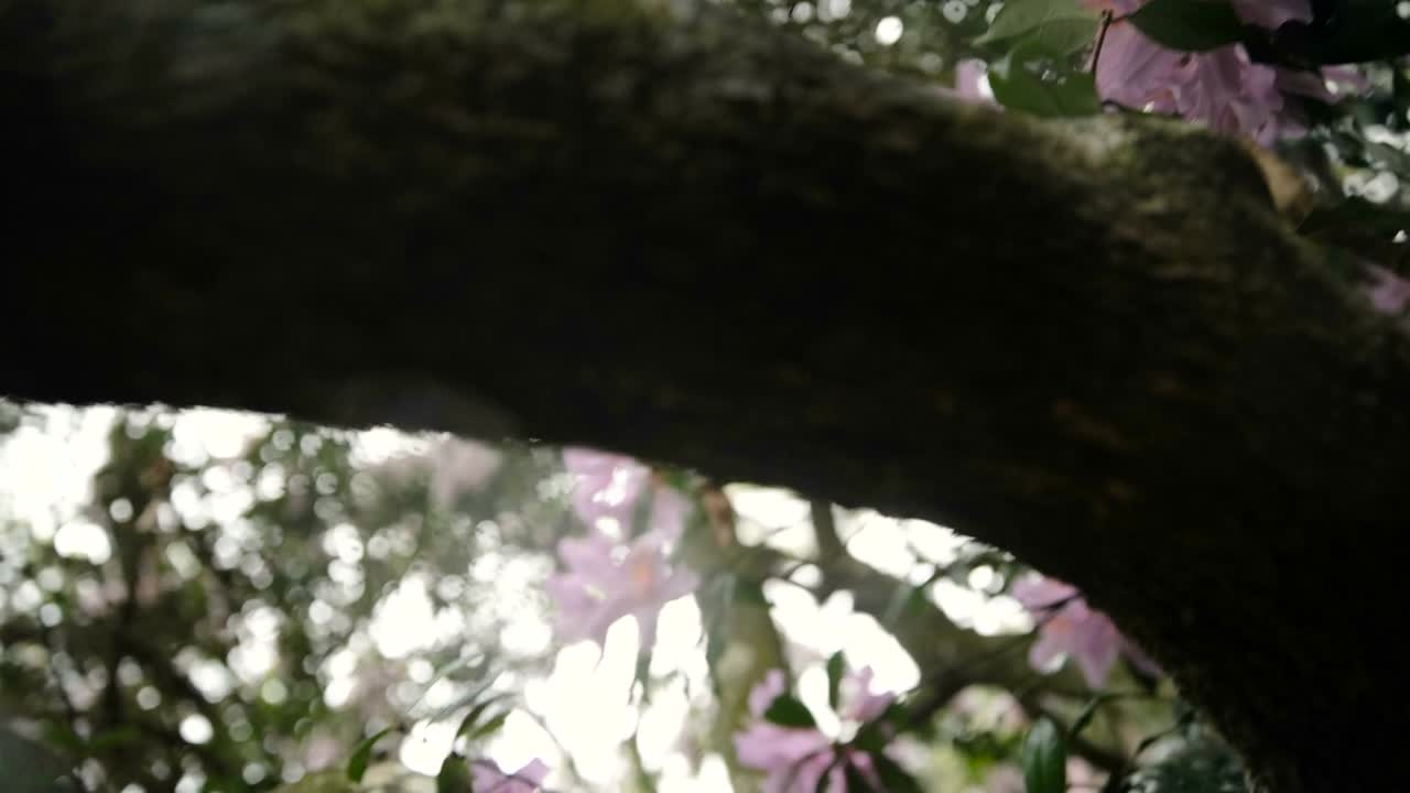 杜鹃花在山上盛开视频素材画面1