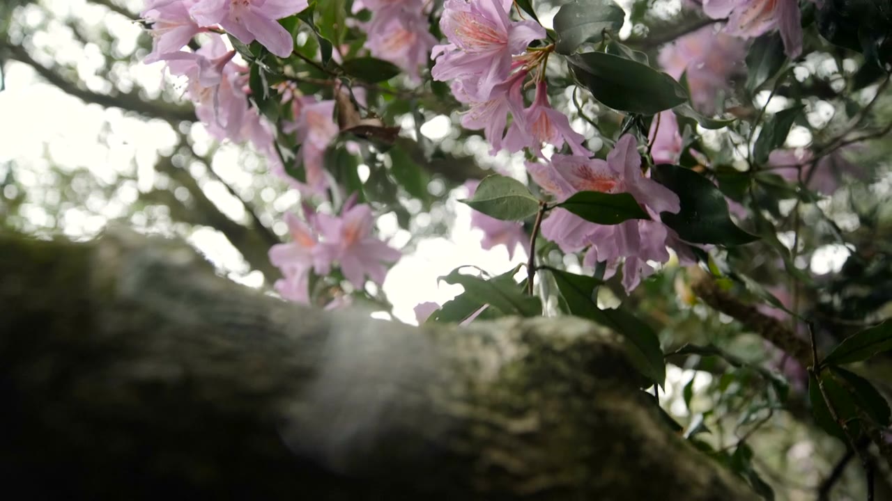 杜鹃花在山上盛开视频素材画面2