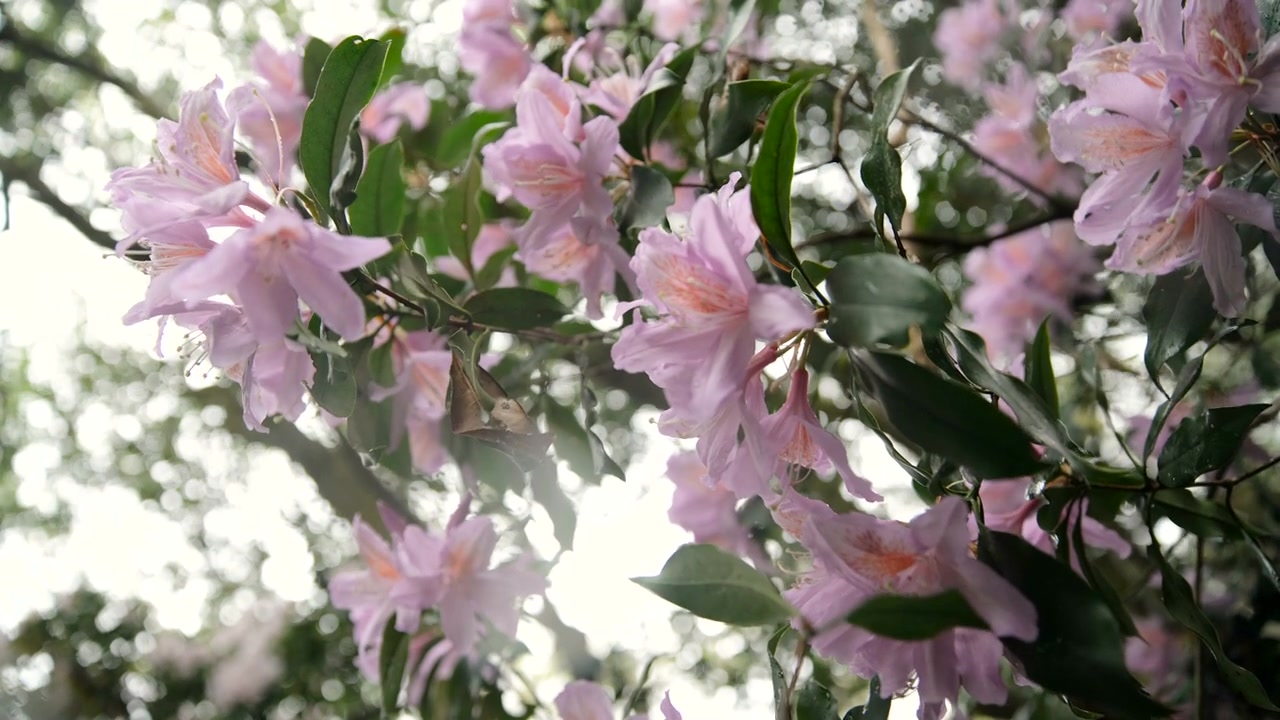 杜鹃花在山上盛开视频素材画面4