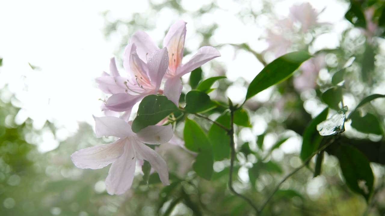 杜鹃花在山上盛开视频素材画面1