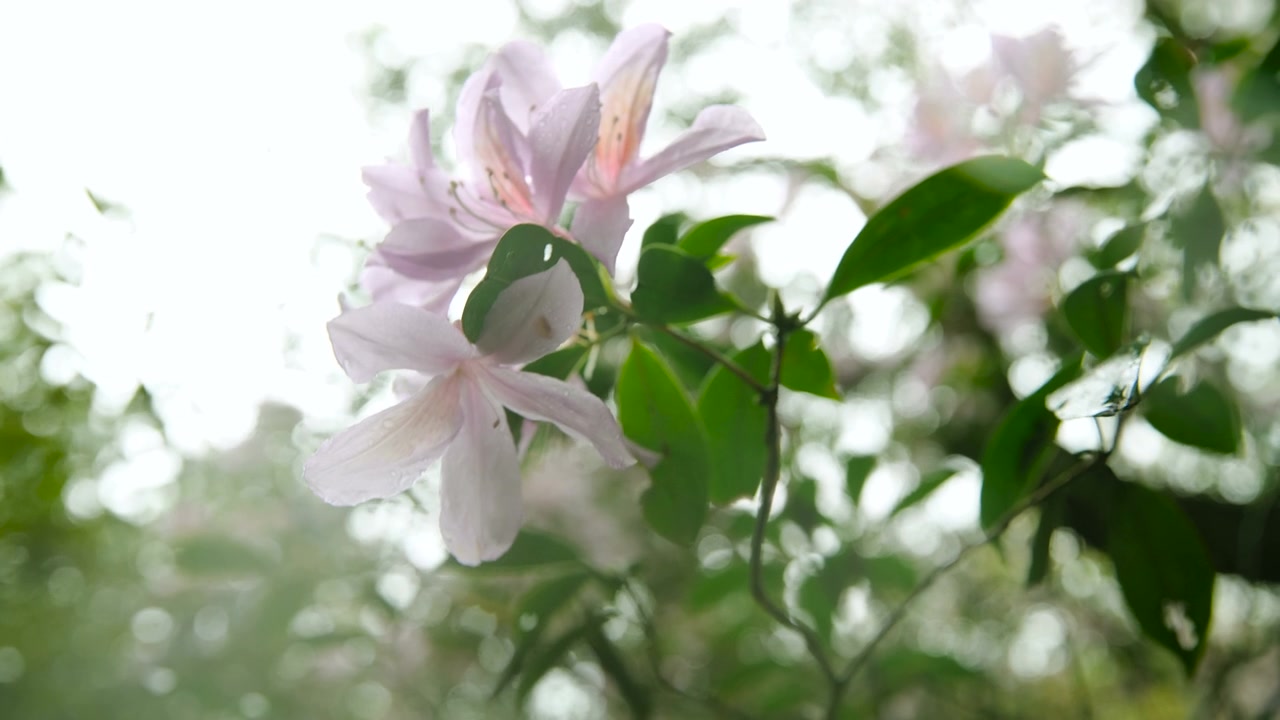 杜鹃花在山上盛开视频素材画面2