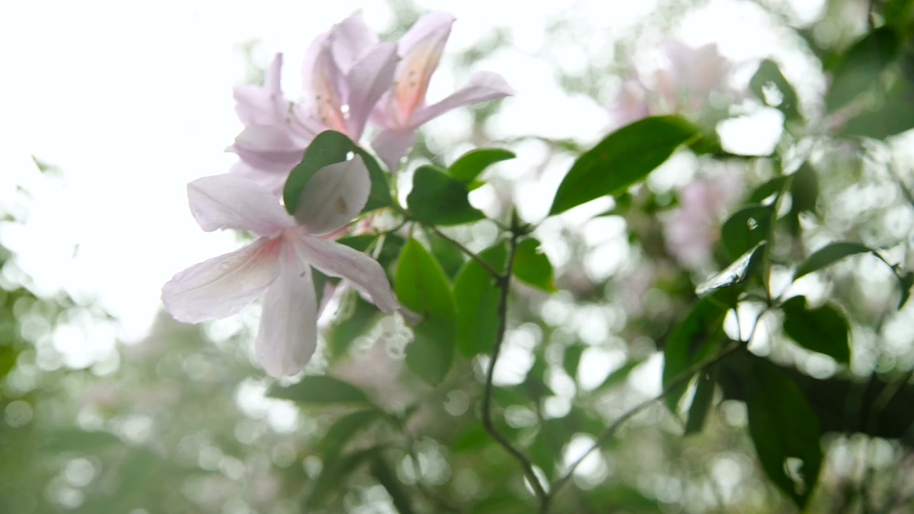 杜鹃花在山上盛开视频素材画面3
