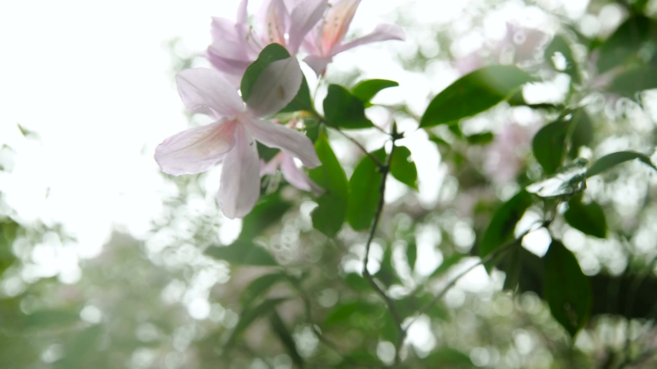 杜鹃花在山上盛开视频素材画面4