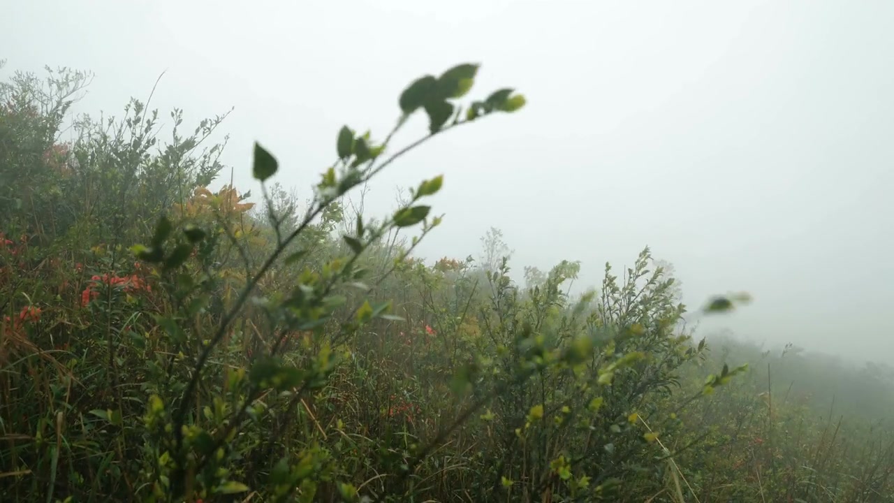 山上的大风视频素材画面4