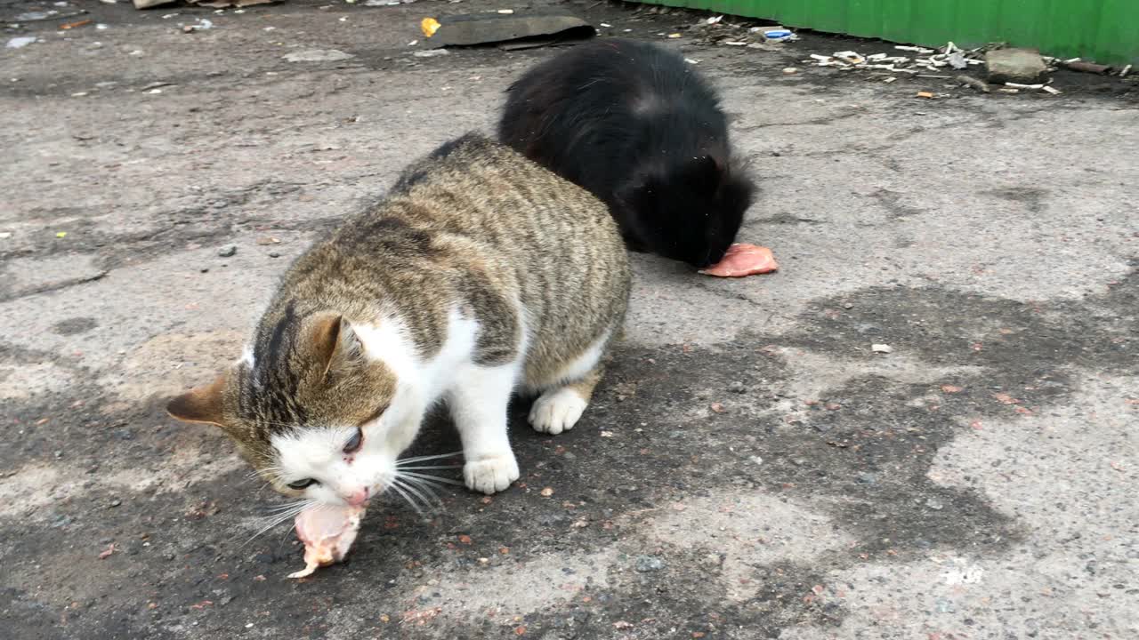 两只饥饿的流浪猫在城市街道的垃圾堆上吃饲料或肉。视频素材