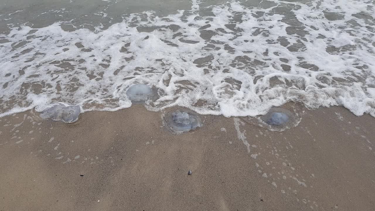 沙滩上的三只水母被海浪冲上岸。暴风雨天气。波涛汹涌的海面。视频素材