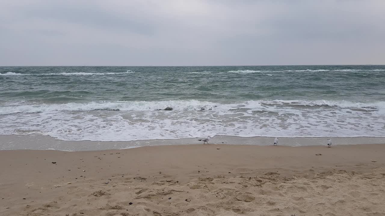 海景，沙滩，大海和灰色的云，海鸥沿着海岸走。暴风雨天气。波涛汹涌的海面。视频素材