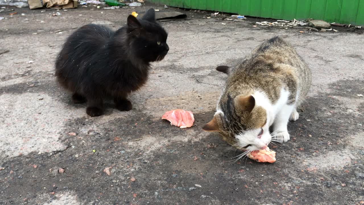 两只饥饿的流浪猫在城市街道的垃圾堆上吃饲料或肉。视频素材