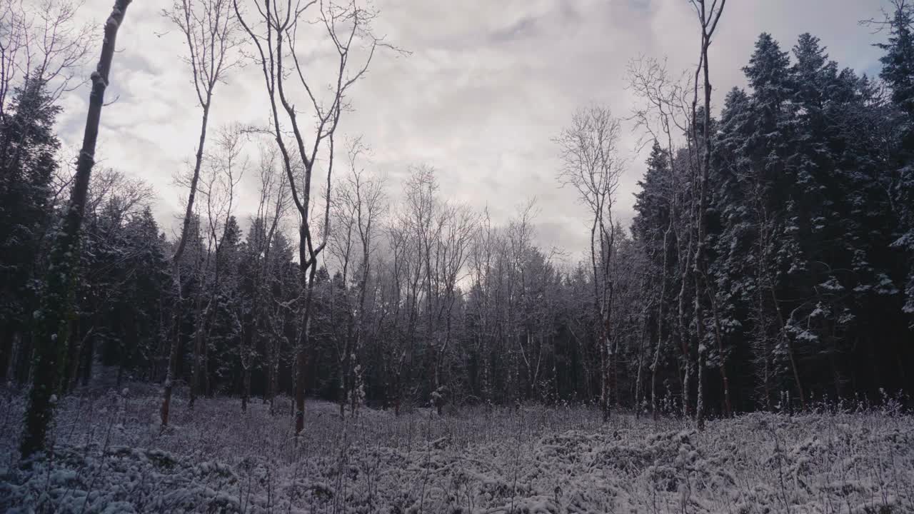 在一个晴朗的日子里，森林里的树被大雪覆盖着视频素材