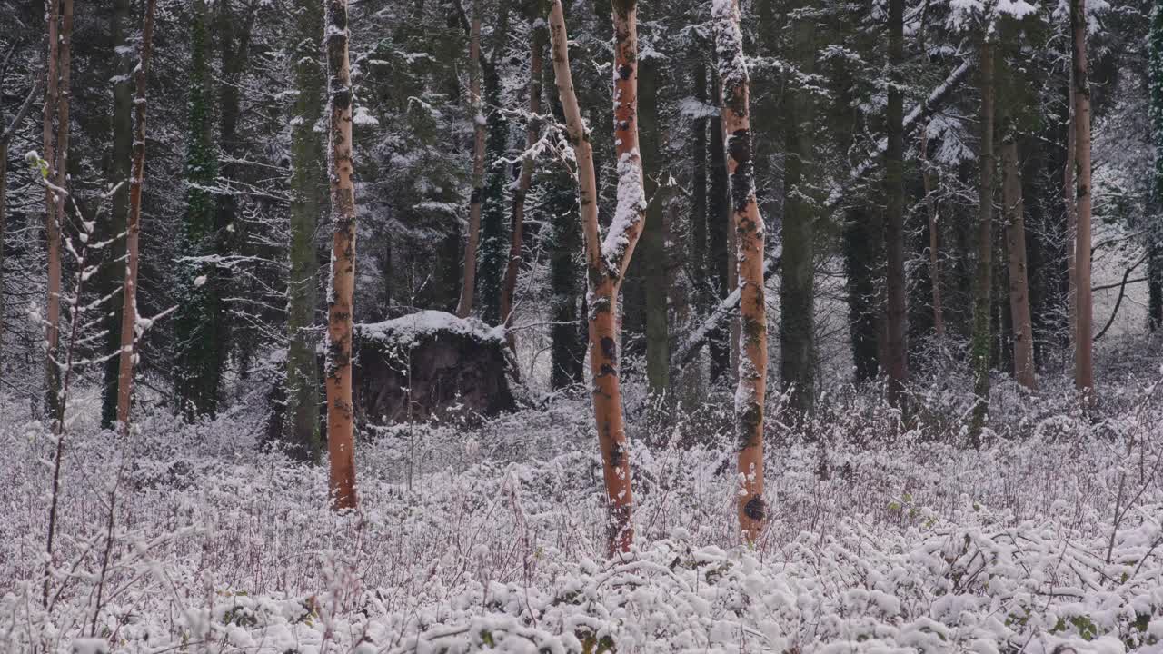 在一个晴朗的日子里，森林里的树木被大雪覆盖着视频素材