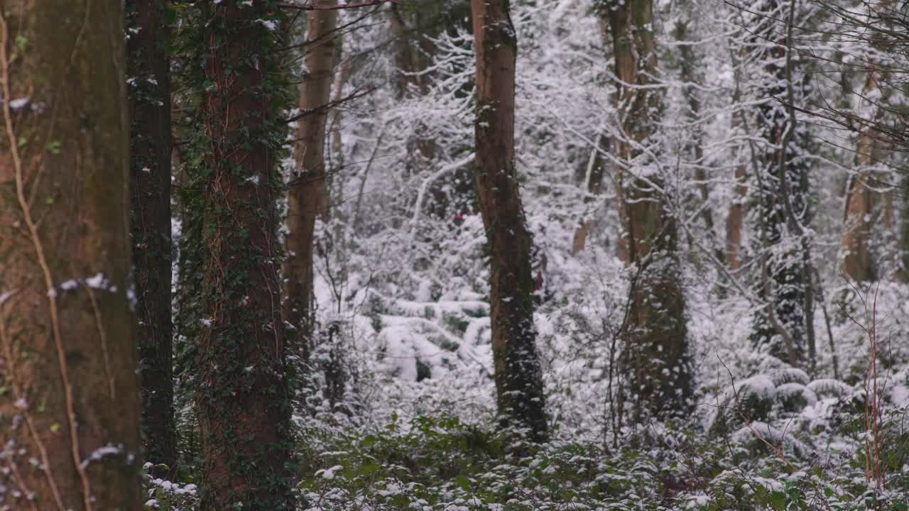 在一个晴朗的日子里，森林里的树木被大雪覆盖着视频素材