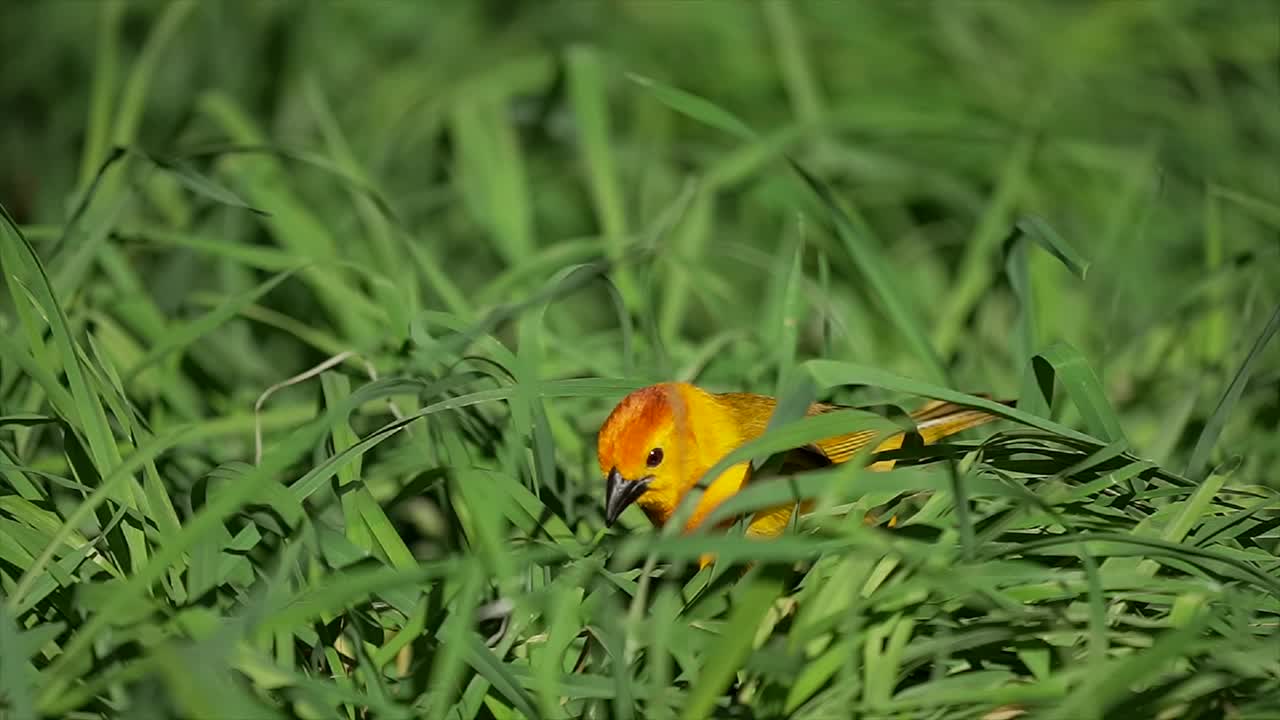 织布鸟把草叶拔出来，慢慢地飞走视频素材