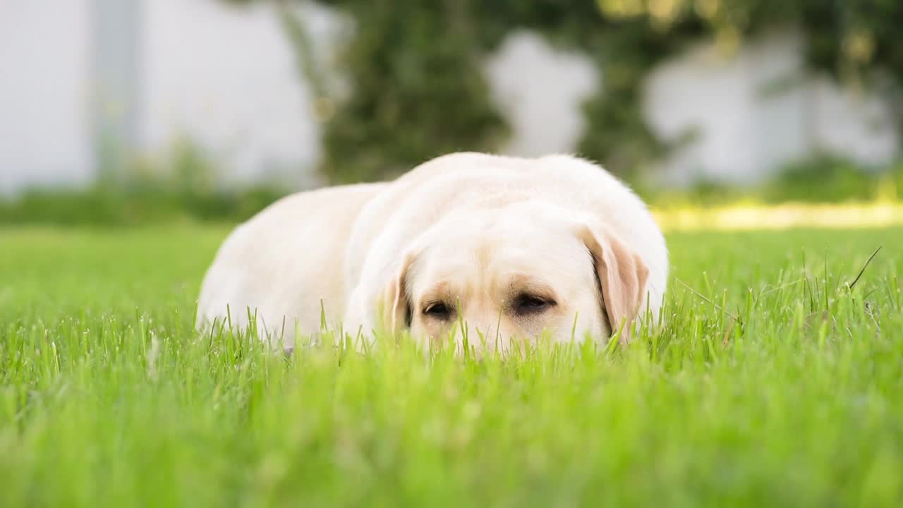 公园里的拉布拉多寻回犬视频素材