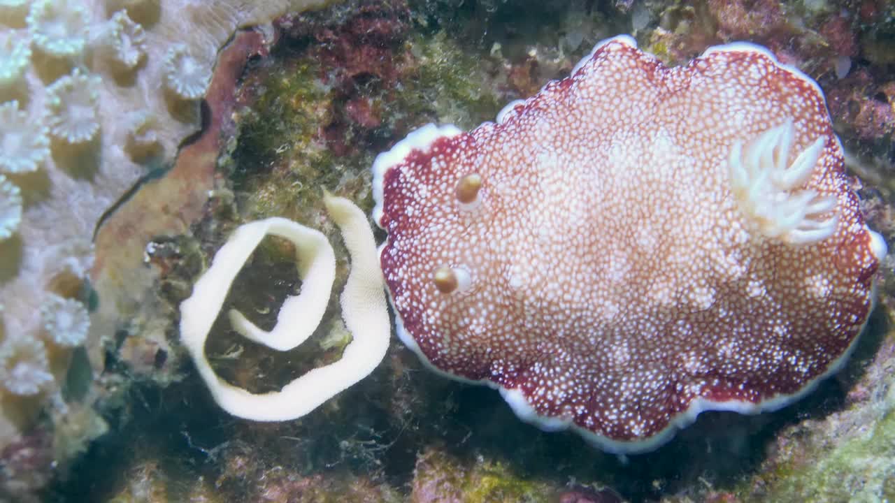 海蛞蝓一种大而扁平的红白相间的海蛞蝓视频素材