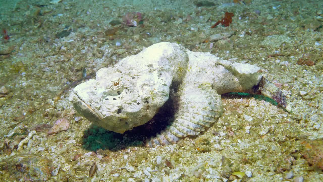 海底的一种大型伪装石鱼视频素材