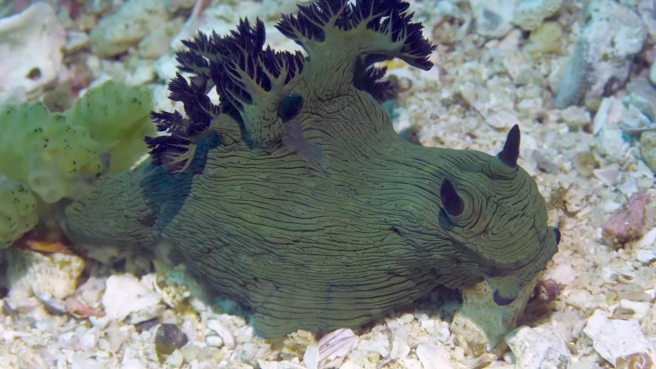 海底的一种绿色和黑色的海兔蛞蝓视频素材