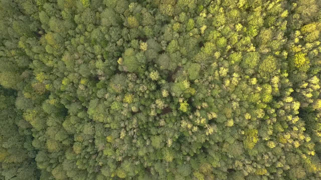 鸟瞰图的绿色松林与云杉树冠在夏季山脉。视频素材