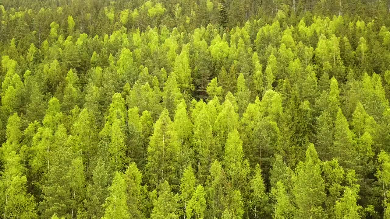 鸟瞰图的绿色松林与云杉树冠在夏季山脉。视频素材