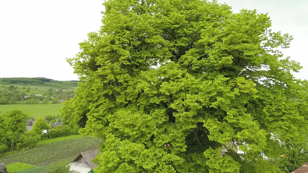 一棵高大的绿树在夏天生长在村庄的鸟瞰图。视频素材