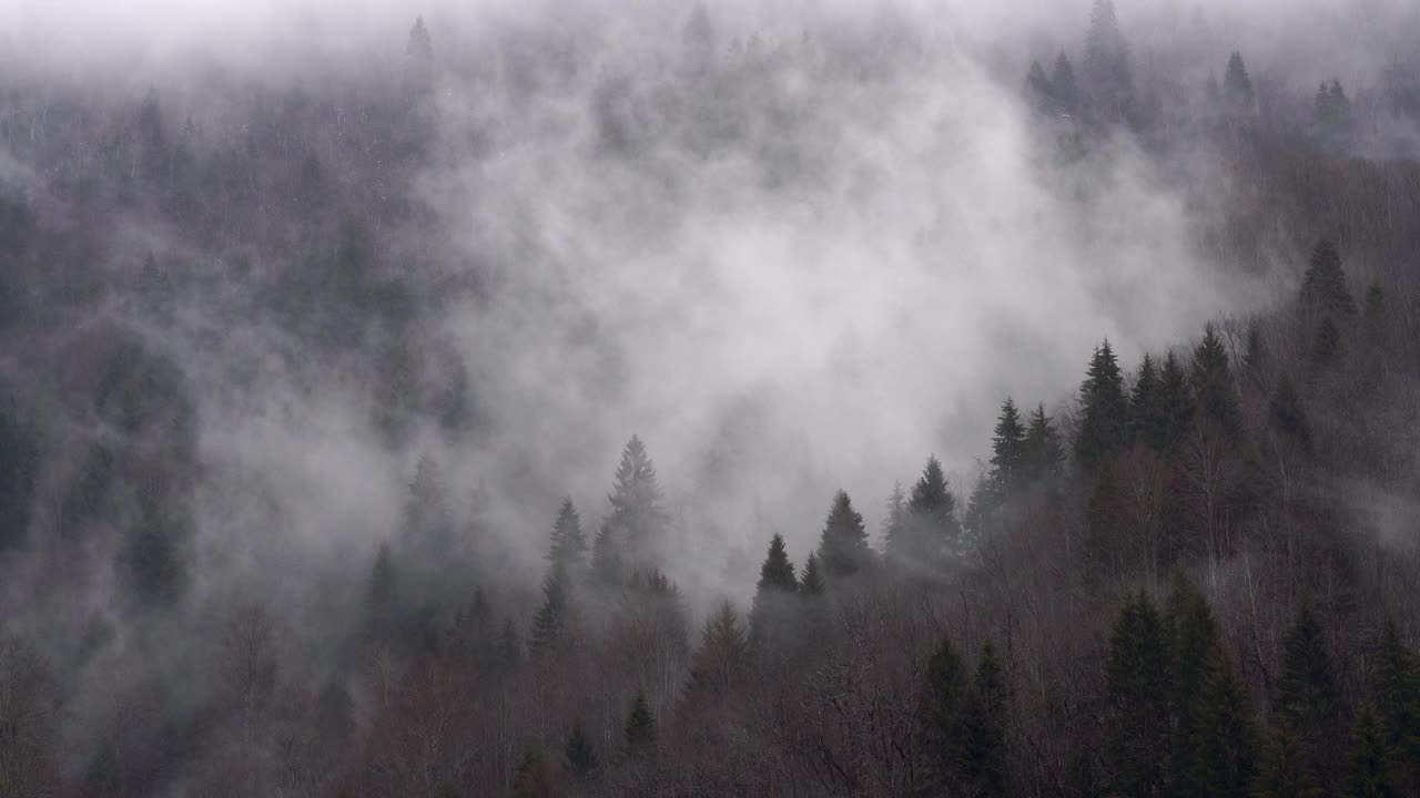 雾蒙蒙的森林视频素材