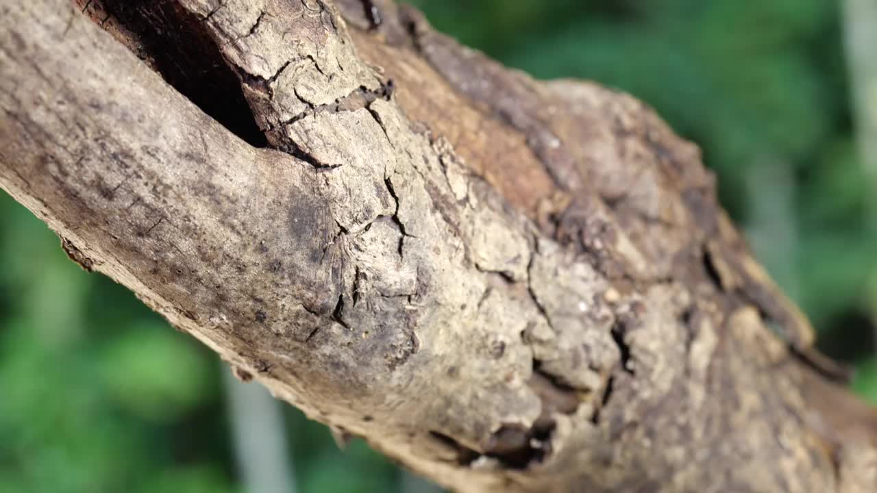 雄性甲虫。日本犀牛甲虫。视频素材