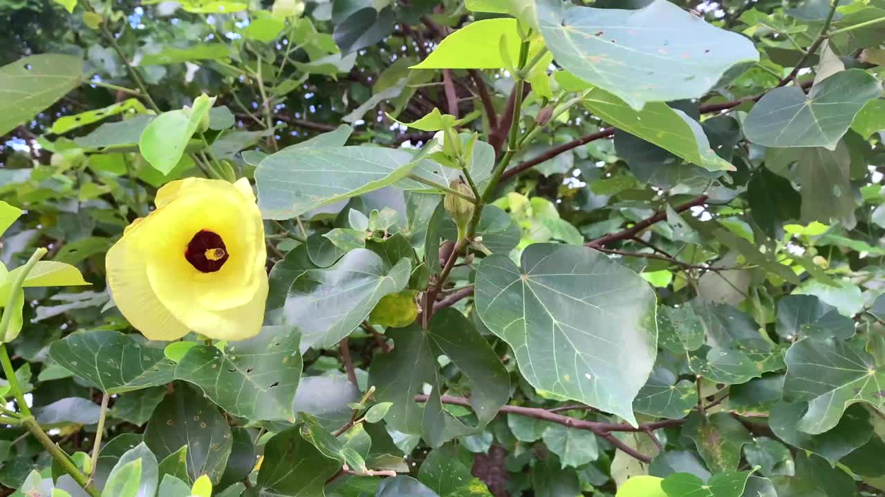 风中的黄芙蓉花树视频素材