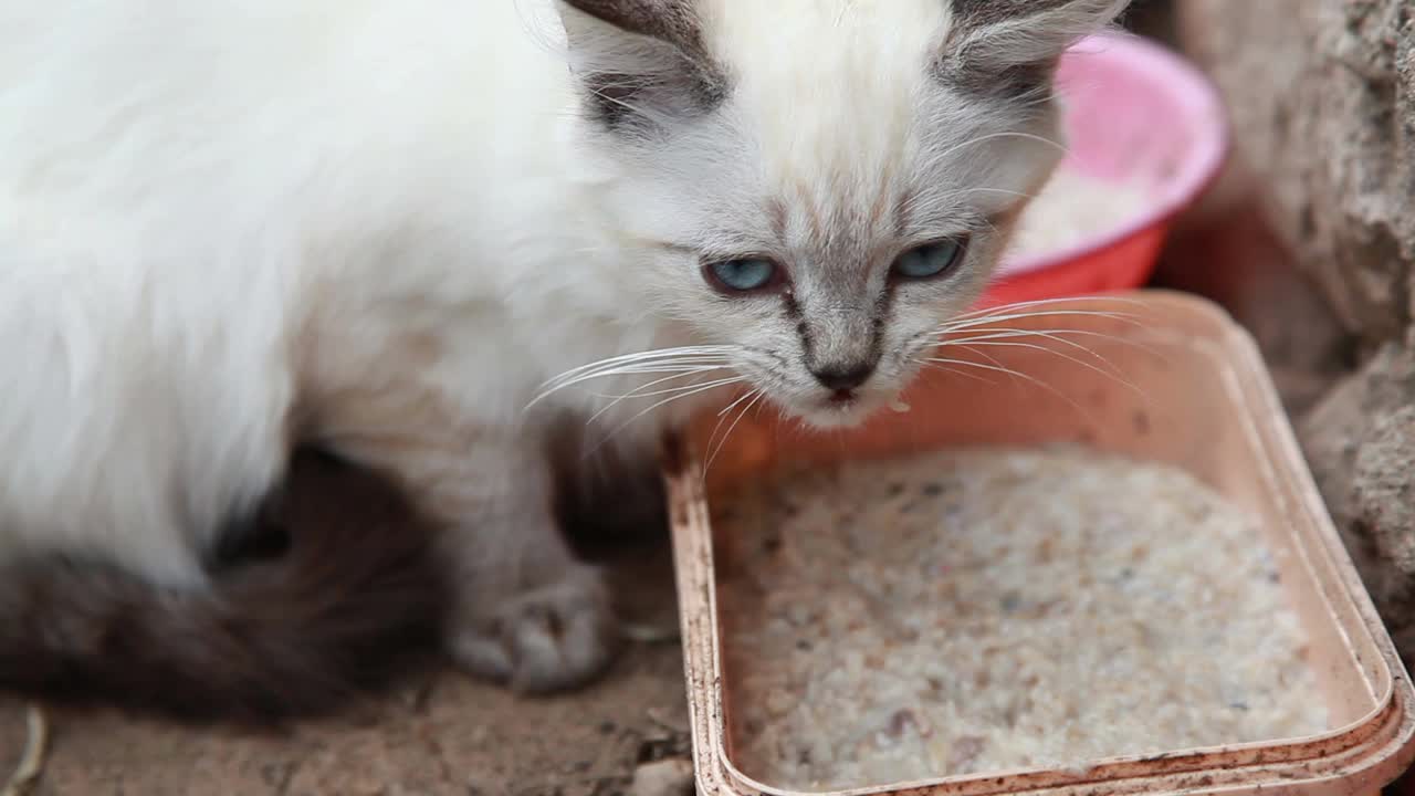 暹罗小猫吃粥的特写视频素材