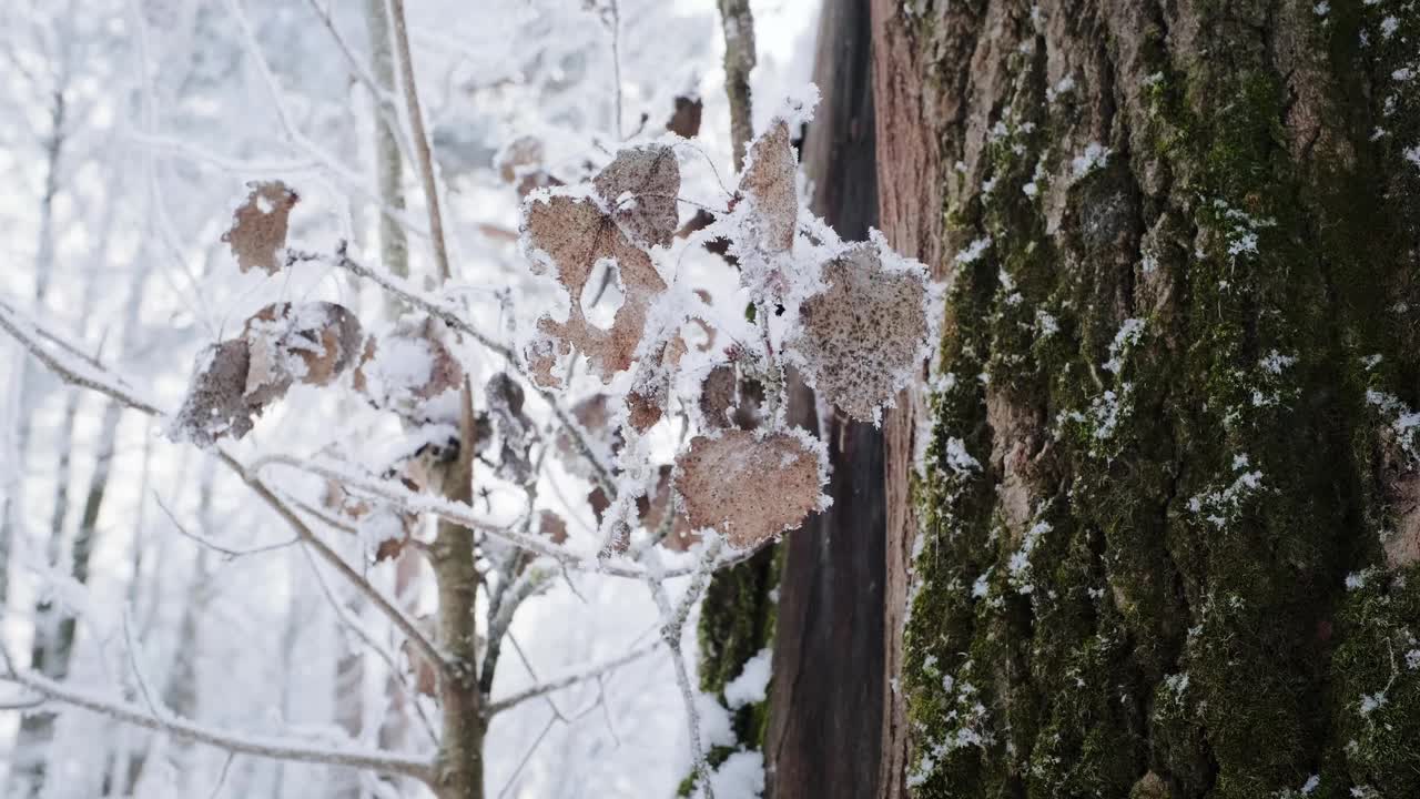 冰雪魔法森林冬天。寒冷的早晨。视频下载