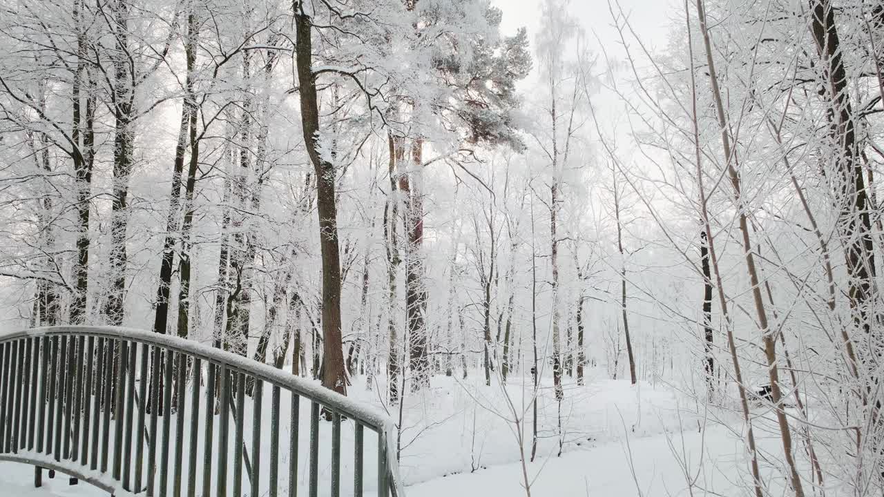 冰雪魔法森林冬天。寒冷的早晨。视频下载