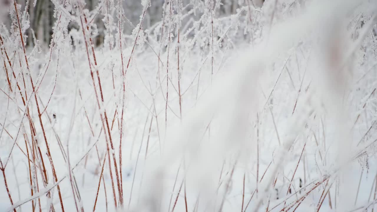 冰雪魔法森林冬天。寒冷的早晨。视频下载