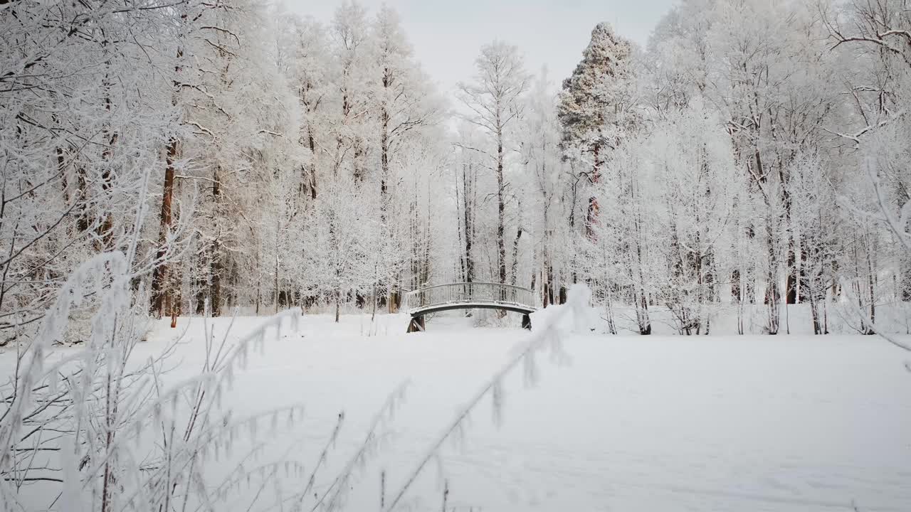 冰雪魔法森林冬天。寒冷的早晨。视频下载