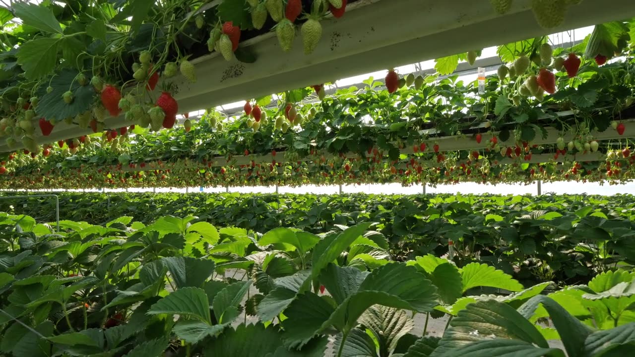法国南部温室下生长的草莓。视频素材画面2