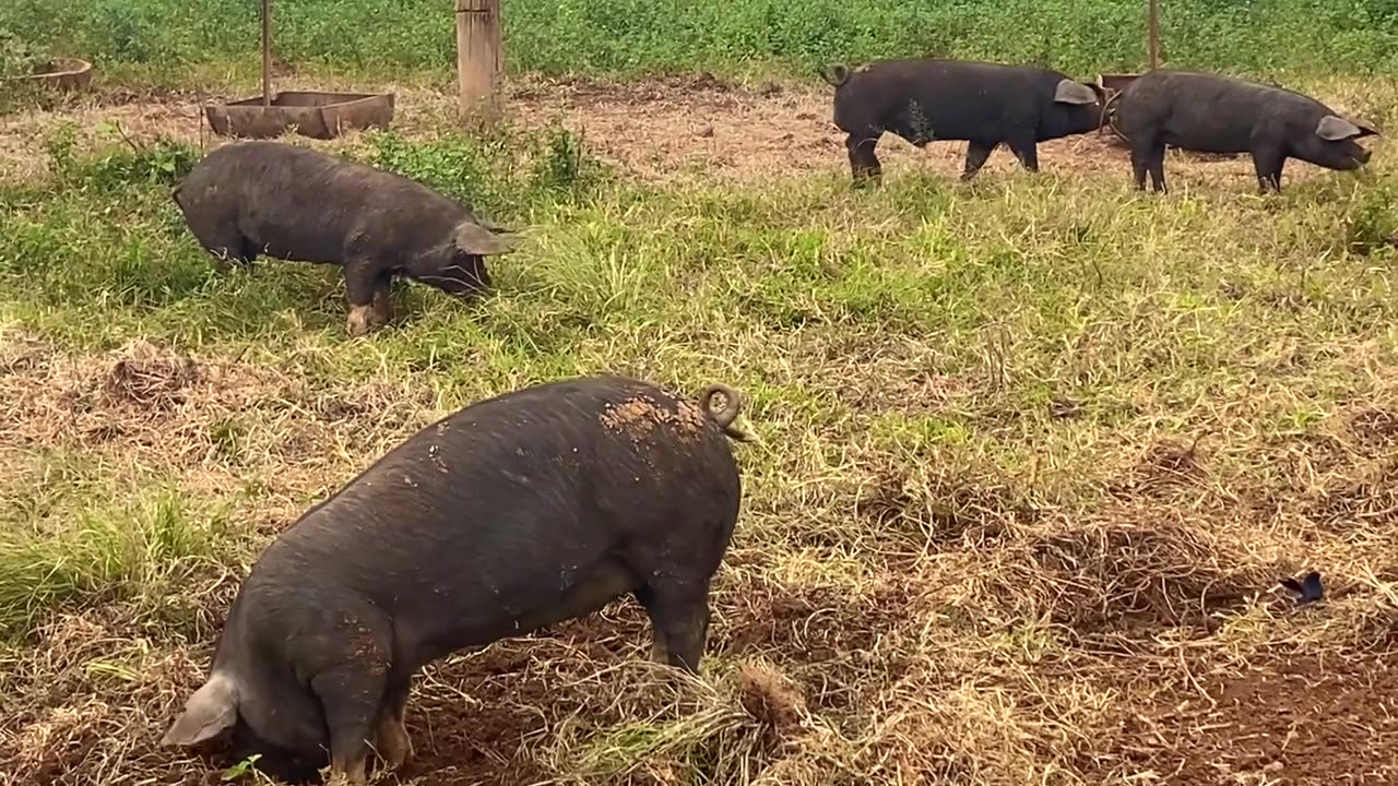 快乐得像农场里在泥里放养的猪视频素材画面2