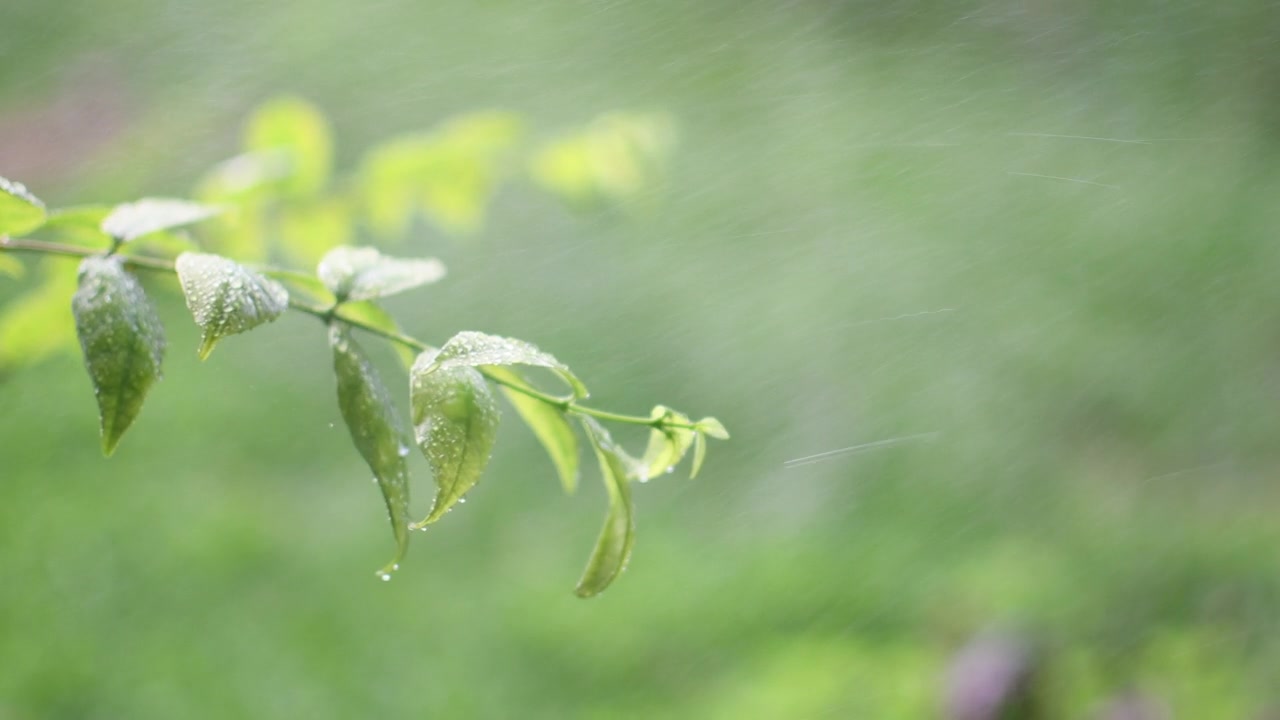 设计概念为模糊和散焦季节效果。阳光是在室外的一个公园和下雨。为设计或文本复制右边的空间。抽象的散景绿色为自然背景视频素材画面1