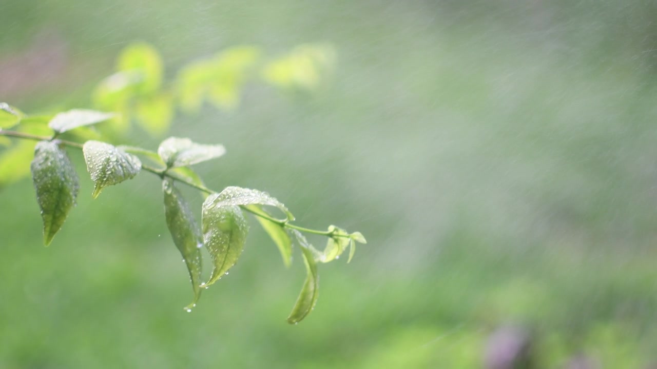 设计概念为模糊和散焦季节效果。阳光是在室外的一个公园和下雨。为设计或文本复制右边的空间。抽象的散景绿色为自然背景视频素材画面2