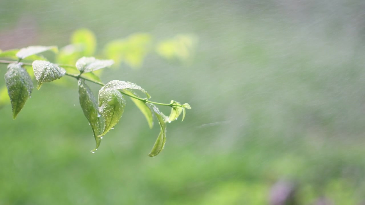 设计概念为模糊和散焦季节效果。阳光是在室外的一个公园和下雨。为设计或文本复制右边的空间。抽象的散景绿色为自然背景视频素材画面3