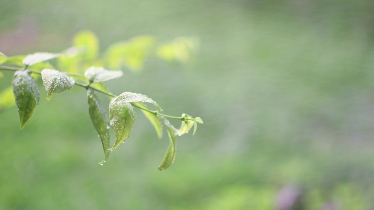 设计概念为模糊和散焦季节效果。阳光是在室外的一个公园和下雨。为设计或文本复制右边的空间。抽象的散景绿色为自然背景视频素材画面4