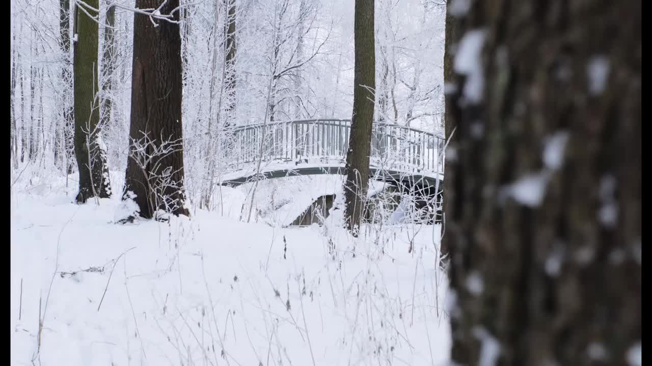 冰雪魔法森林冬天。寒冷的早晨。视频下载