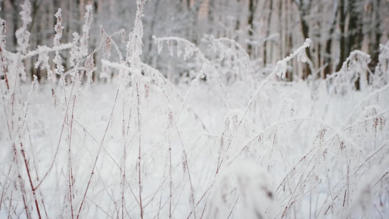 冰雪魔法森林冬天。寒冷的早晨。视频下载