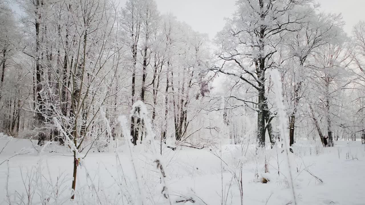 冰雪魔法森林冬天。寒冷的早晨。视频下载