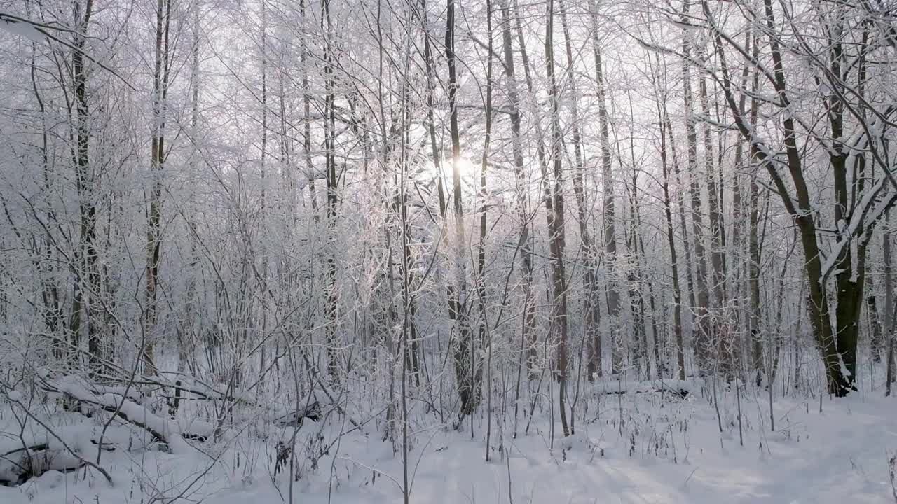 冰雪魔法森林冬天。寒冷的早晨。视频下载