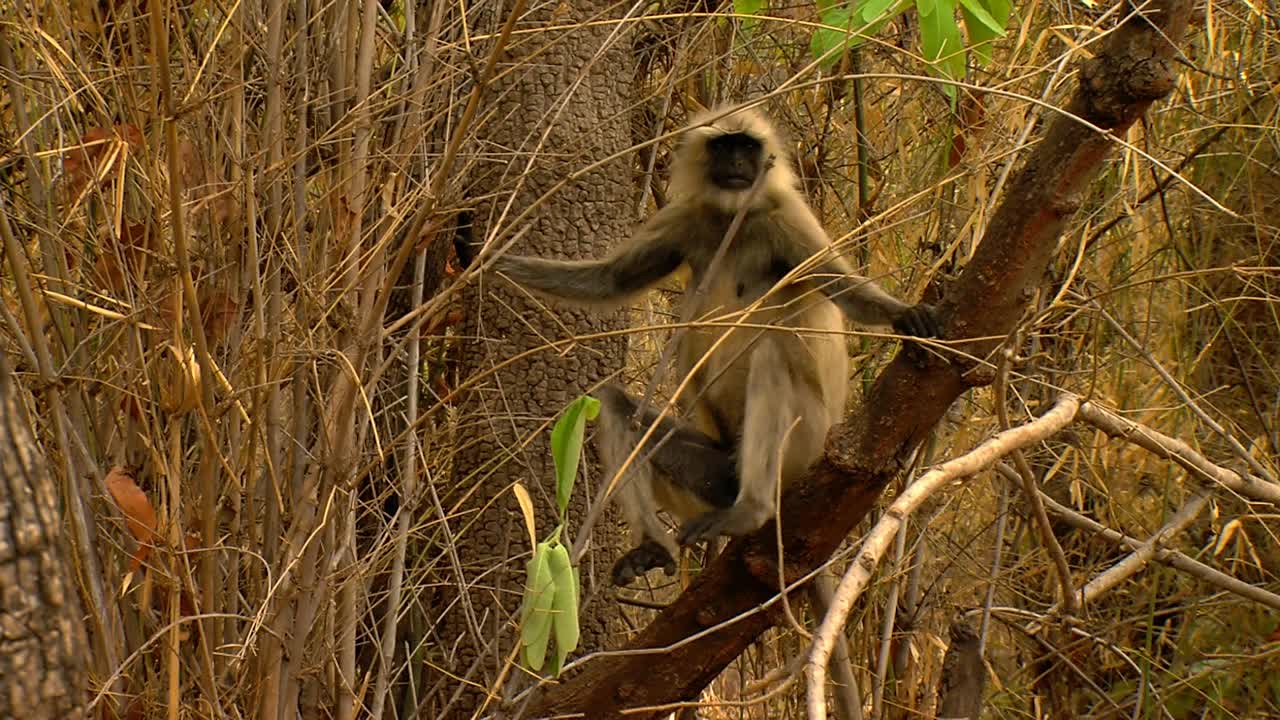 树上的叶猴/印度视频素材