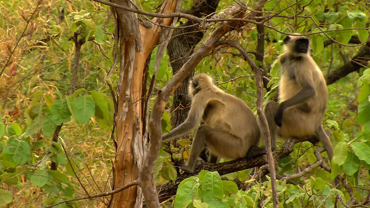 树上的叶猴/印度视频素材