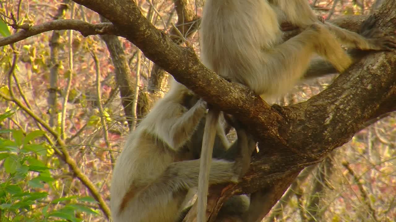 树上的叶猴/印度视频素材