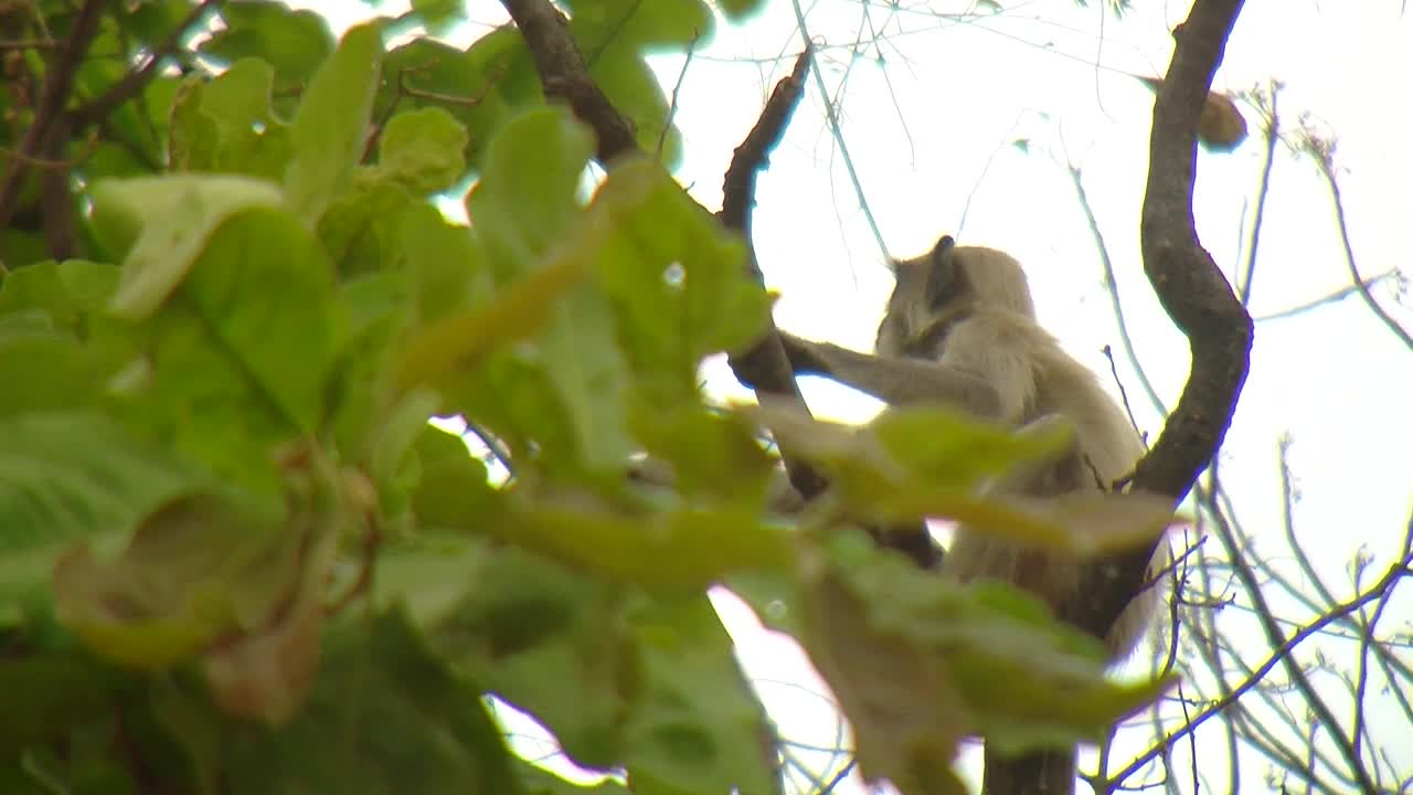 树上的叶猴/印度视频素材