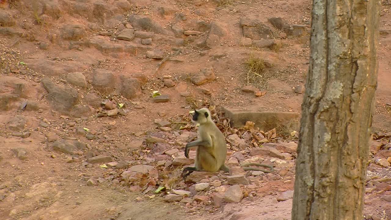 叶猴/印度视频素材